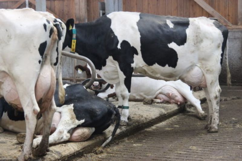 Kühe - Strahlenbelastung messen im Kuhstall. Gesünderes Milchvieh.